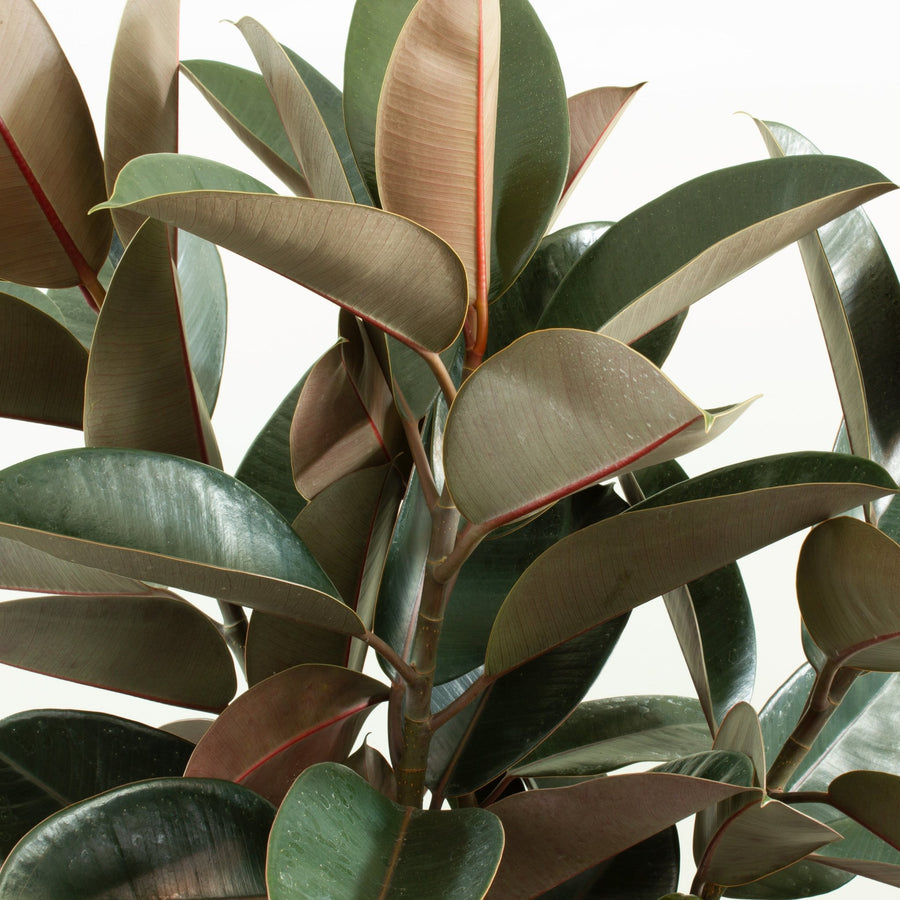 Ficus Elastica Burgundy Rubber Tree 25cm pot |My Jungle Home|