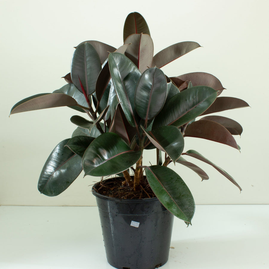 Ficus Elastica Burgundy Rubber Tree 25cm pot |My Jungle Home|