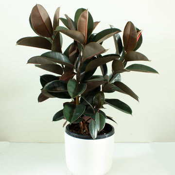 Ficus Elastica Burgundy Rubber Tree 30cm pot |My Jungle Home|