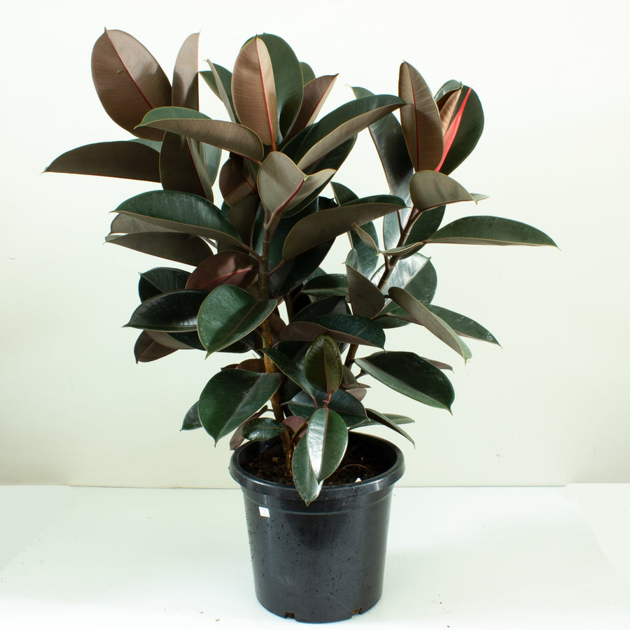 Ficus Elastica Burgundy Rubber Tree 30cm pot |My Jungle Home|