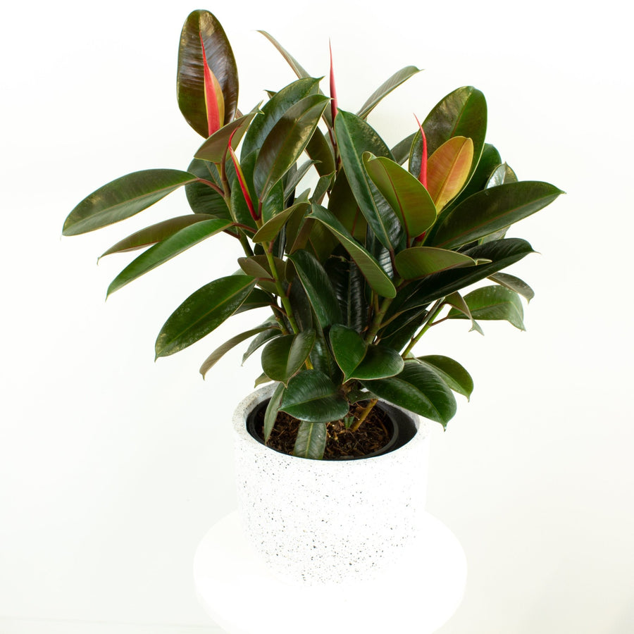 Ficus Elastica Robusta Rubber Tree 20cm pot |My Jungle Home|