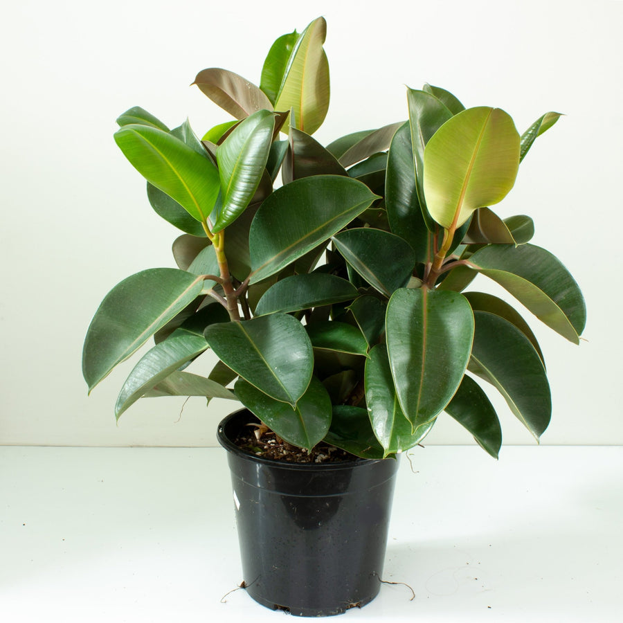 Ficus Elastica Robusta Rubber Tree 25cm pot |My Jungle Home|