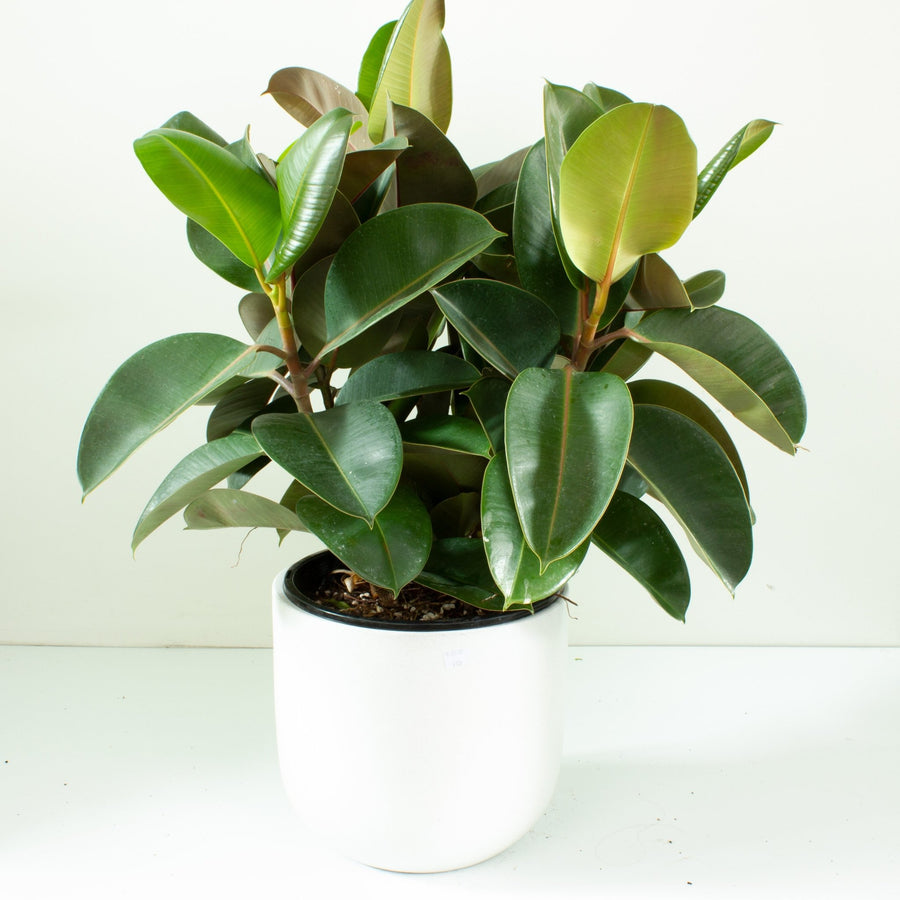 Ficus Elastica Robusta Rubber Tree 25cm pot |My Jungle Home|