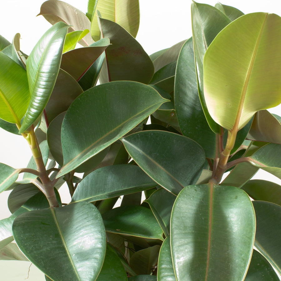 Ficus Elastica Robusta Rubber Tree 25cm pot |My Jungle Home|