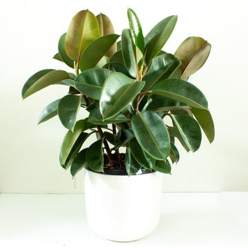 Ficus Elastica Robusta Rubber Tree 30cm pot |My Jungle Home|