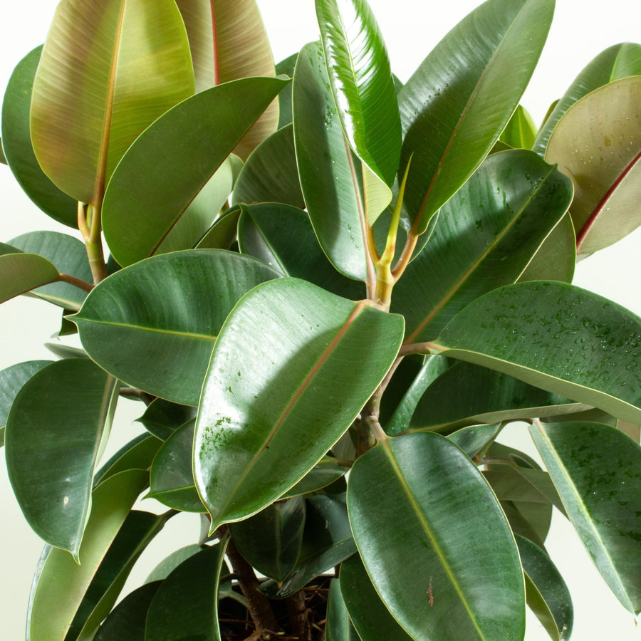 Ficus Elastica Robusta Rubber Tree 30cm pot |My Jungle Home|