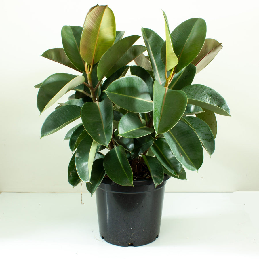 Ficus Elastica Robusta Rubber Tree 30cm pot |My Jungle Home|