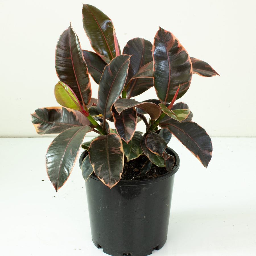 Ficus Elastica Ruby Rubber Tree 20cm pot |My Jungle Home|