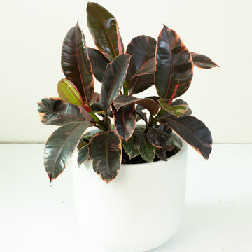 Ficus Elastica Ruby Rubber Tree 20cm pot |My Jungle Home|