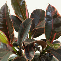 Ficus Elastica Ruby Rubber Tree 20cm pot |My Jungle Home|