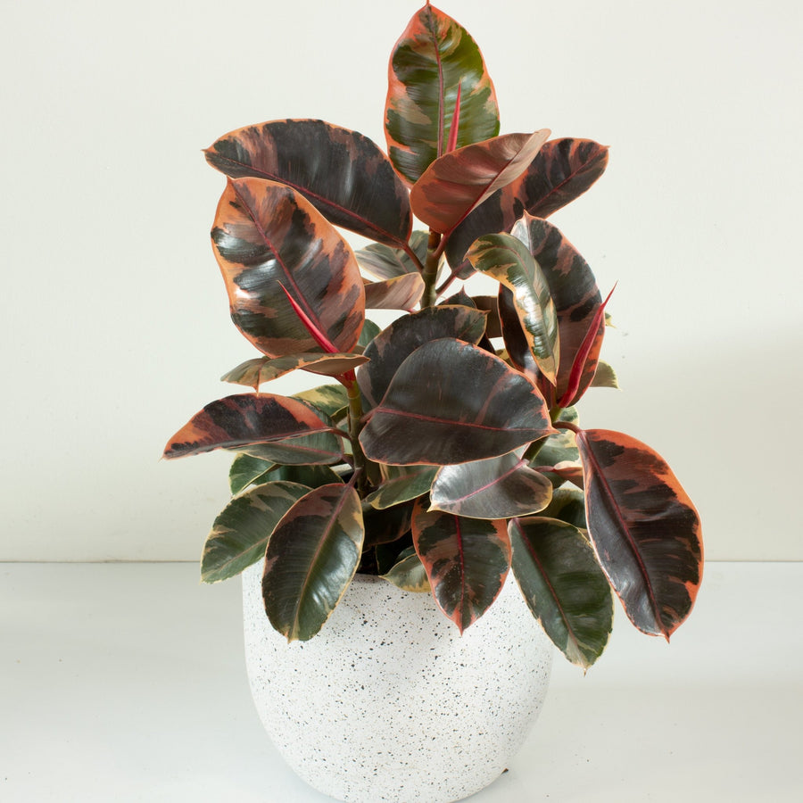 Ficus Elastica Ruby Rubber Tree 25cm pot |My Jungle Home|