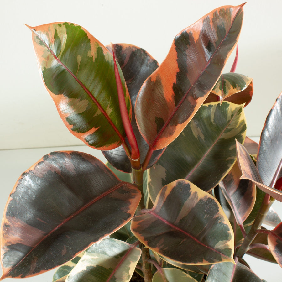 Ficus Elastica Ruby Rubber Tree 25cm pot |My Jungle Home|