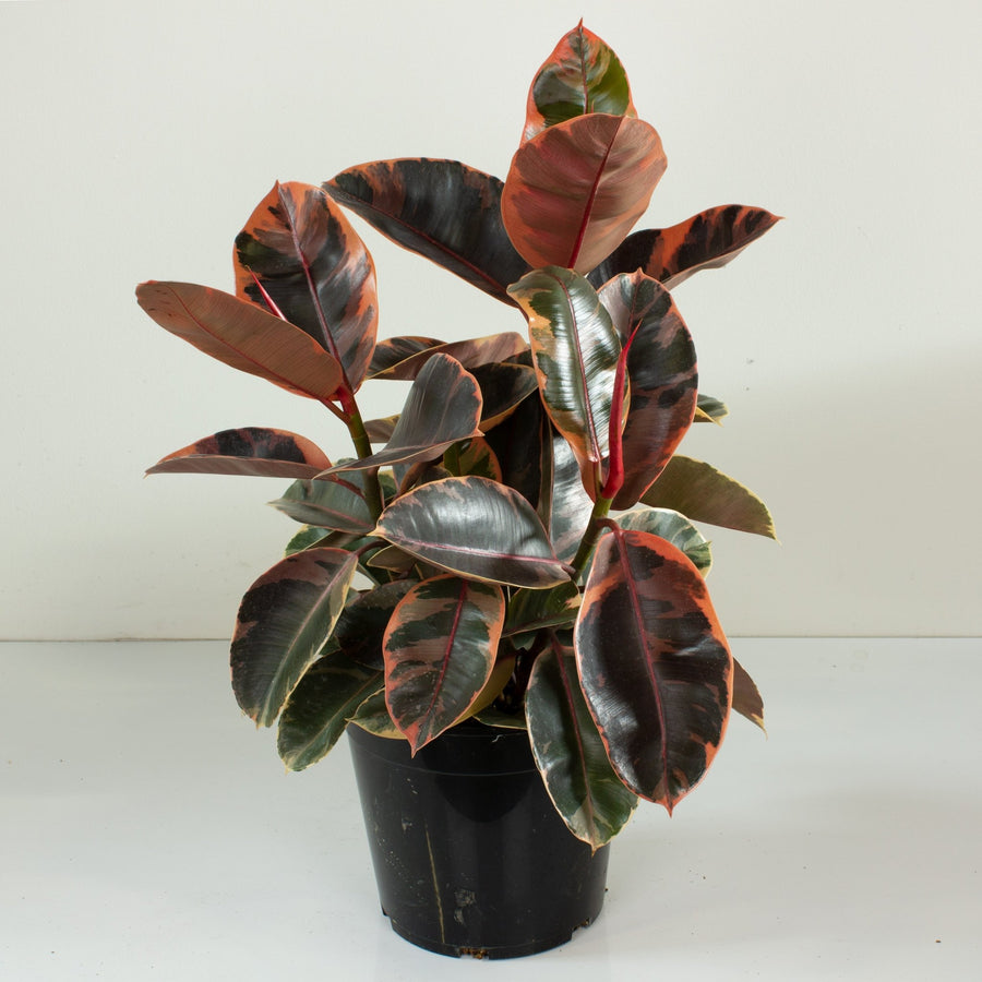 Ficus Elastica Ruby Rubber Tree 25cm pot |My Jungle Home|