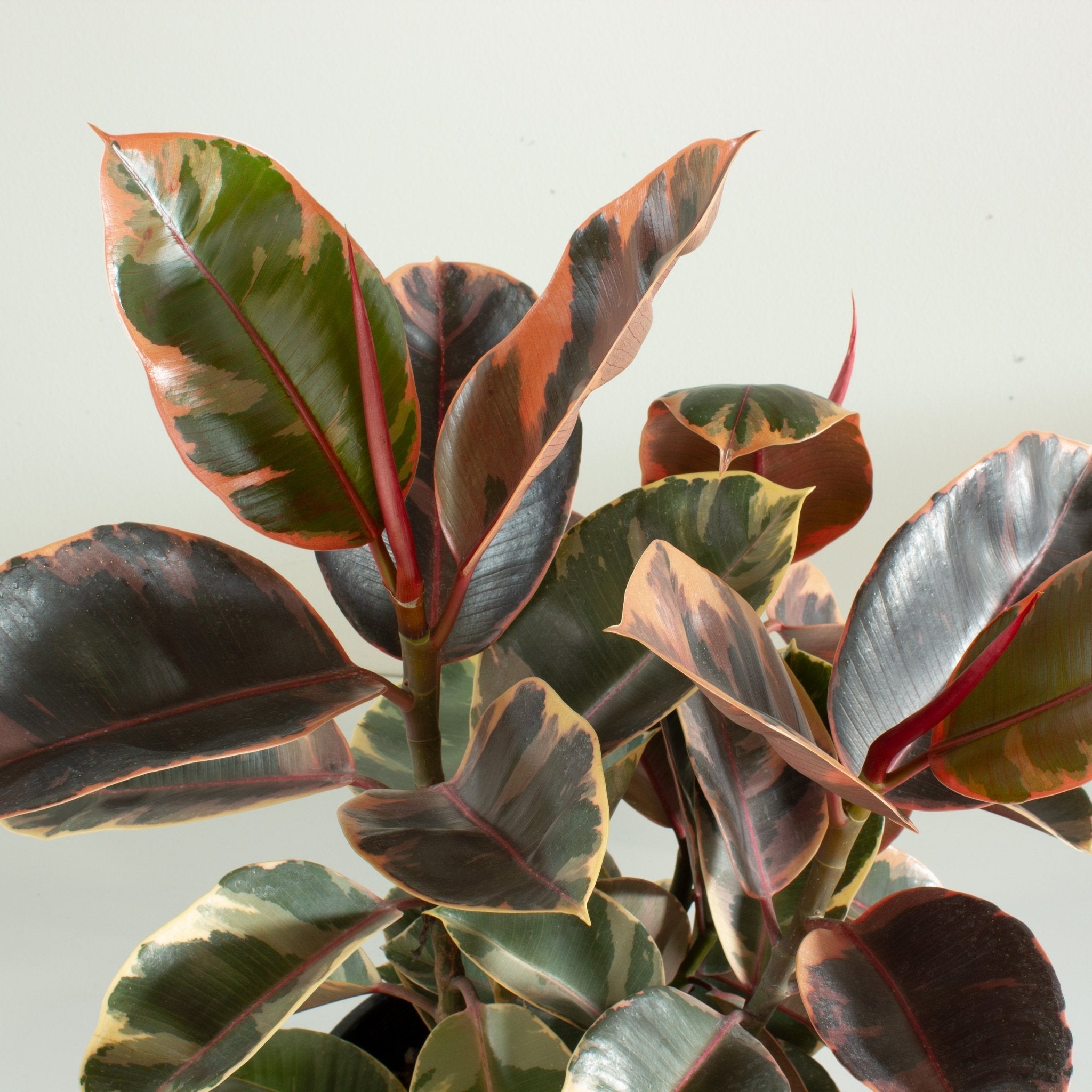 Buy Ficus Ruby Rubber Tree Indoor Plant 25cm Pot | My Jungle Home