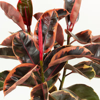 Ficus Elastica Ruby Rubber Tree 30cm pot |My Jungle Home|