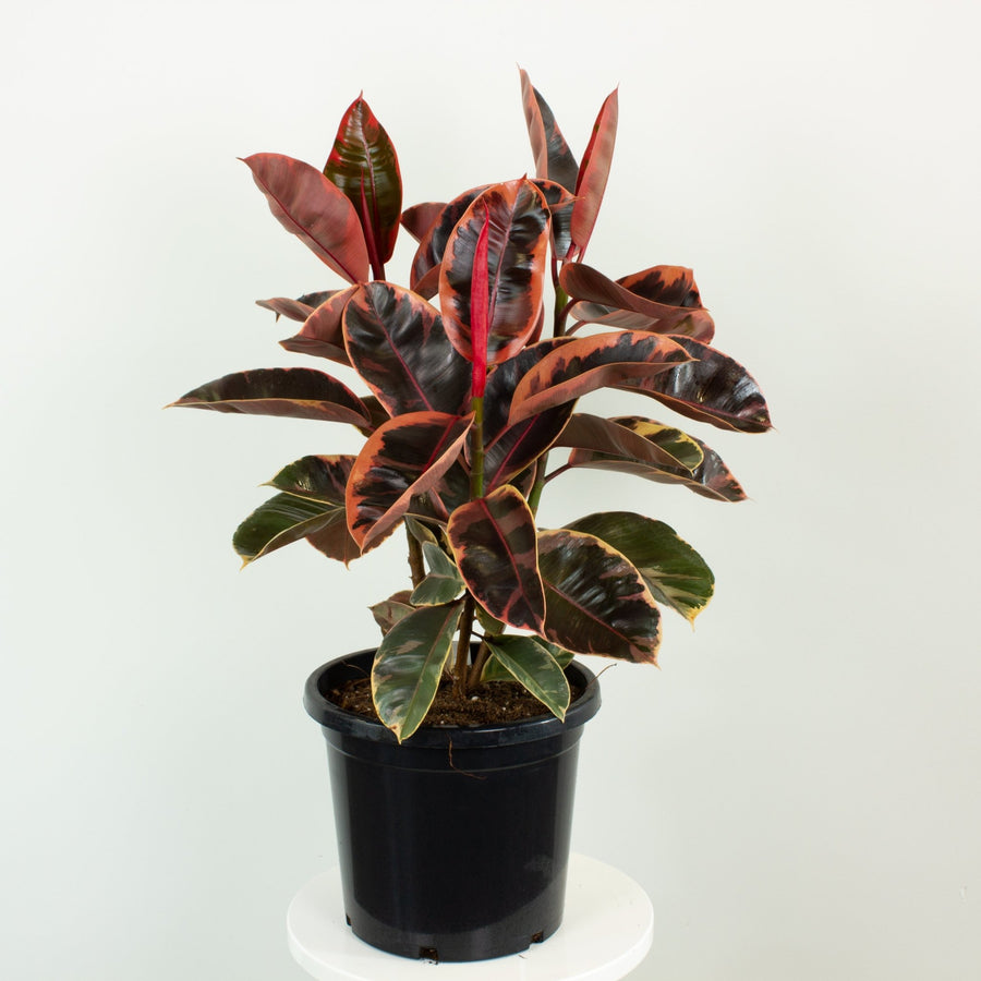 Ficus Elastica Ruby Rubber Tree 30cm pot |My Jungle Home|