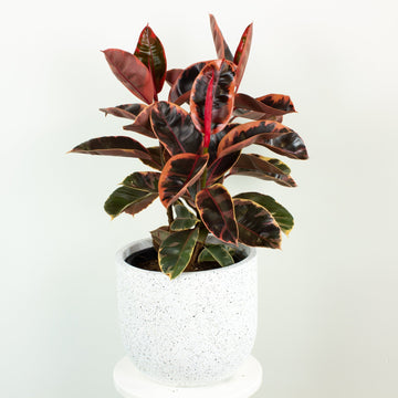 Ficus Elastica Ruby Rubber Tree 30cm pot |My Jungle Home|