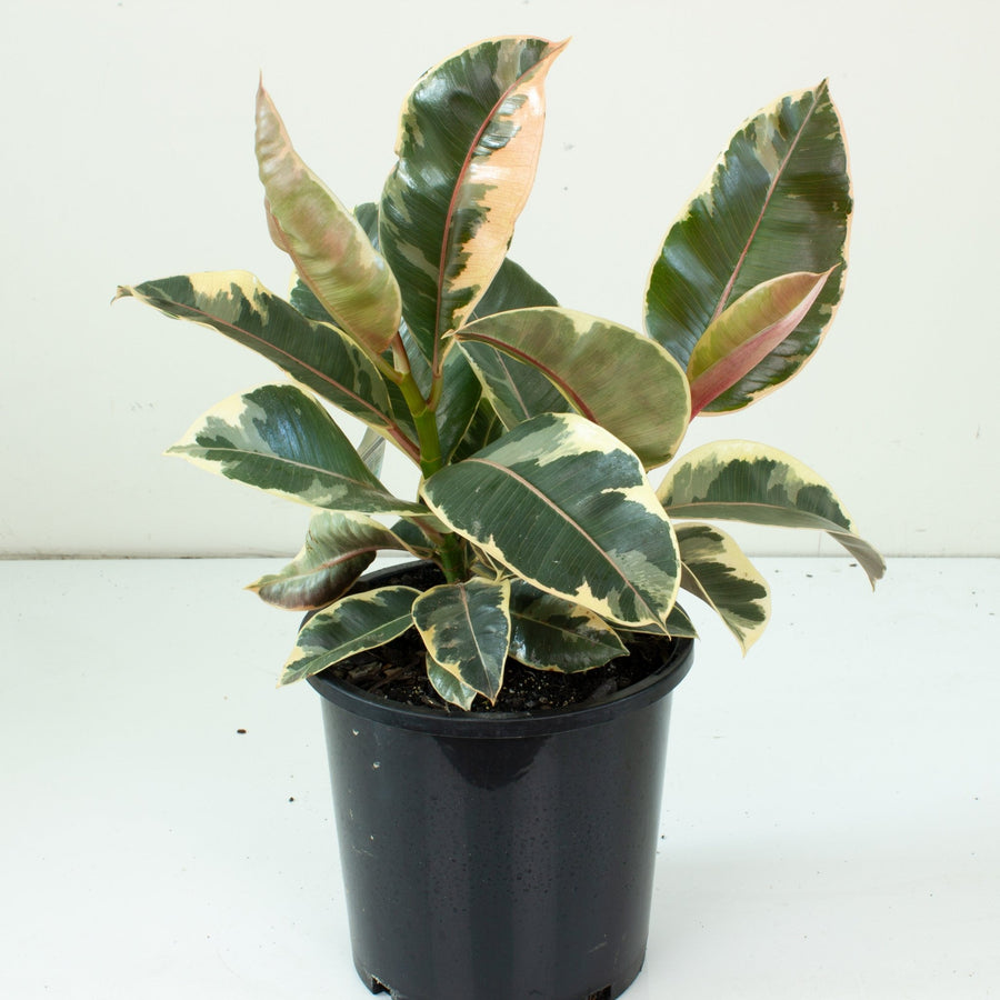 Ficus Elastica Tineke Rubber Tree 20cm pot |My Jungle Home|