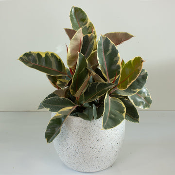 Ficus Elastica Tineke Rubber Tree 25cm pot |My Jungle Home|