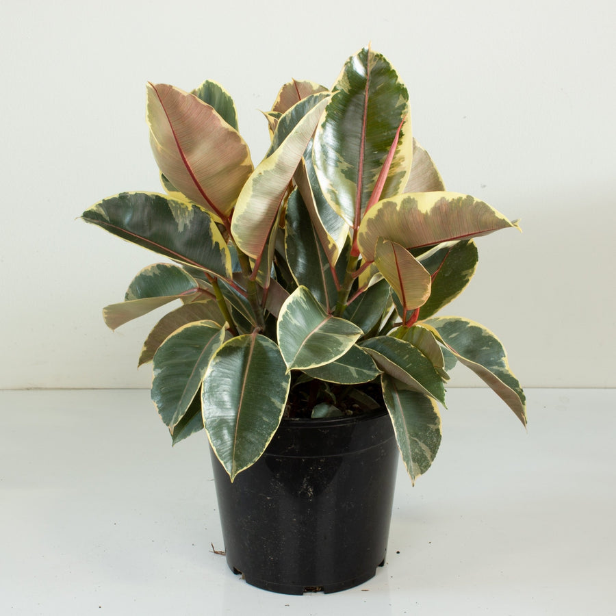 Ficus Elastica Tineke Rubber Tree 25cm pot |My Jungle Home|