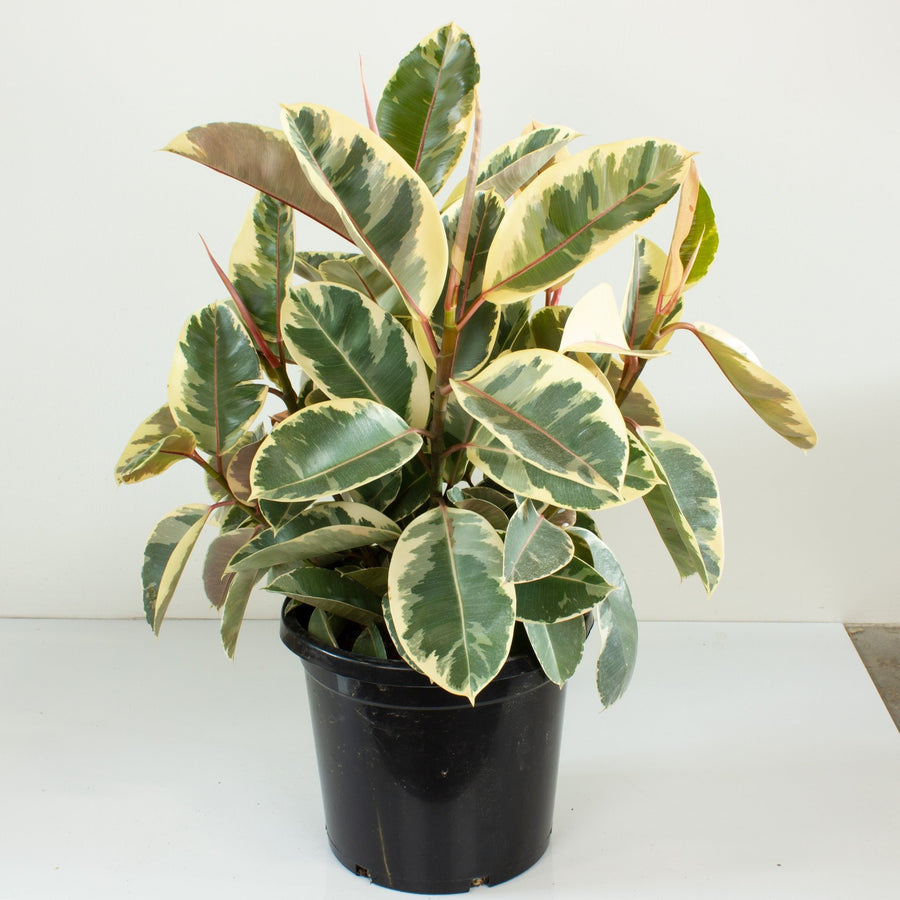 Ficus Elastica Tineke Rubber Tree 30cm pot |My Jungle Home|