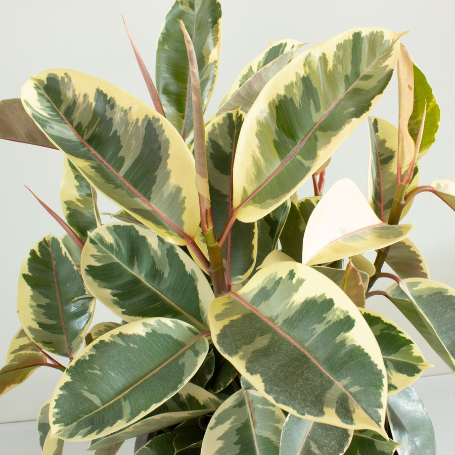 Ficus Elastica Tineke Rubber Tree 30cm pot |My Jungle Home|