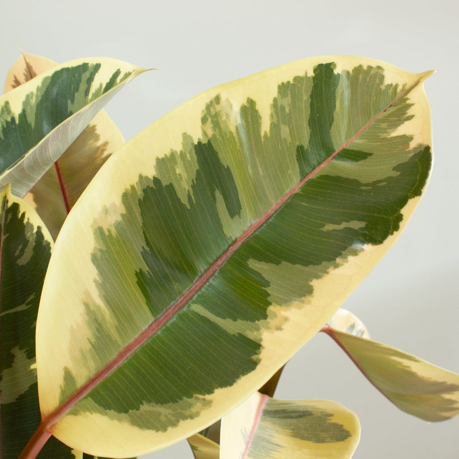 Ficus Elastica Tineke Rubber Tree 30cm pot |My Jungle Home|