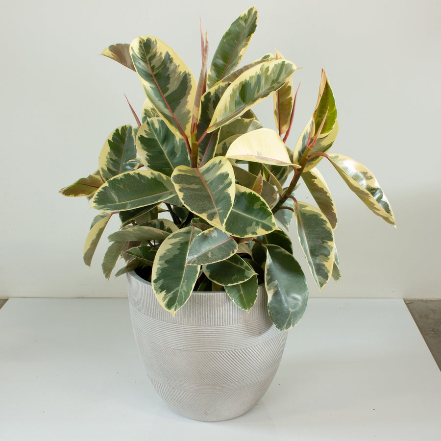 Ficus Elastica Tineke Rubber Tree 30cm pot |My Jungle Home|