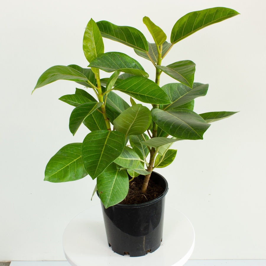 Ficus Yellow Gem 'Altissima' 20 cm pot |My Jungle Home|