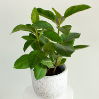 Ficus Yellow Gem 'Altissima' 20 cm pot |My Jungle Home|