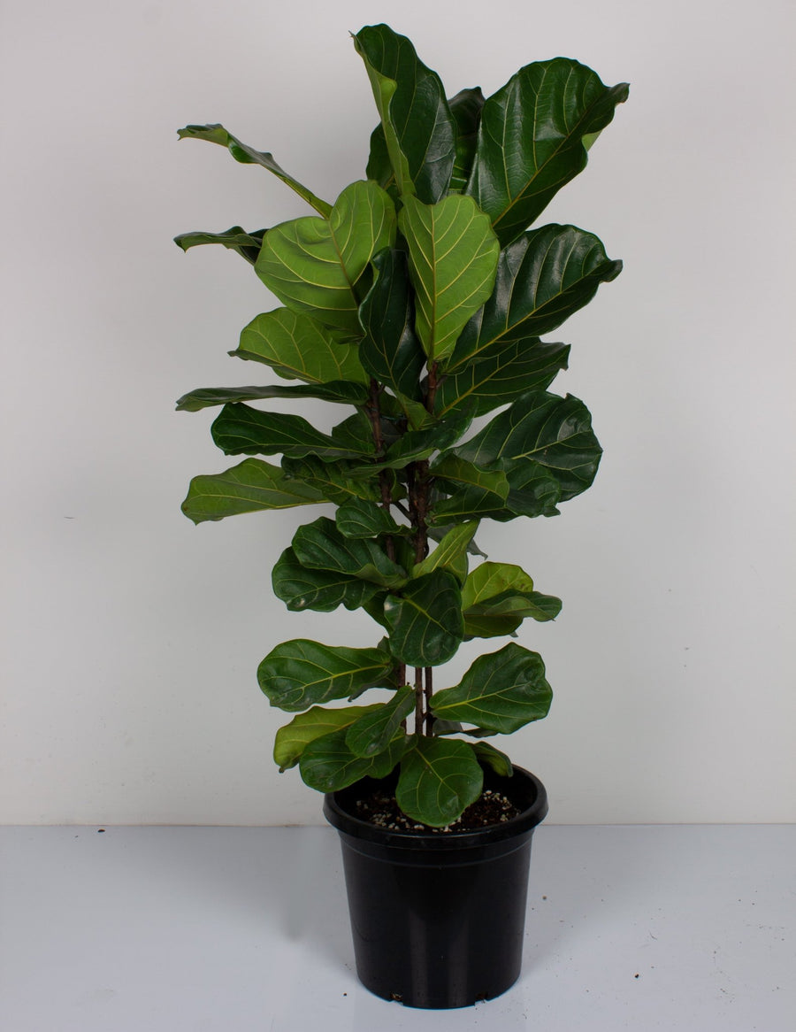 Fiddle Leaf Fig 'Ficus Lyrata' 30cm pot |My Jungle Home|