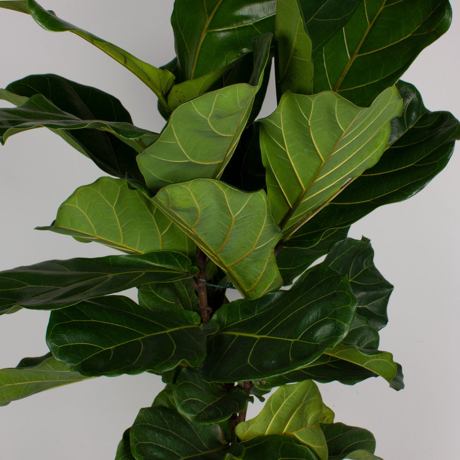 Fiddle Leaf Fig 'Ficus Lyrata' 30cm pot |My Jungle Home|