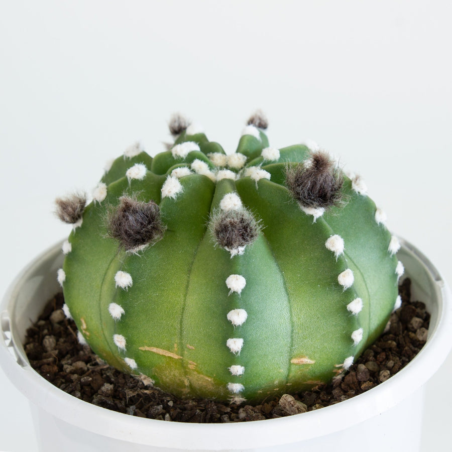 Fuzzy Navel 'Echinopsis subdenudata' Cactus 13cm pot |My Jungle Home|