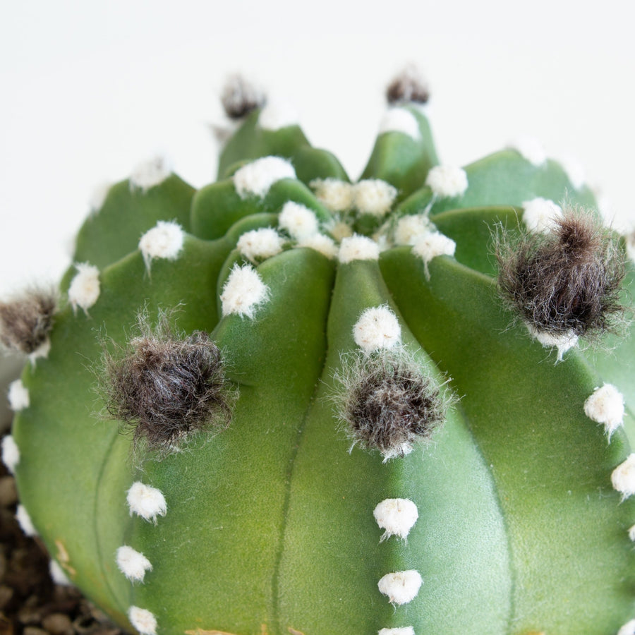 Fuzzy Navel 'Echinopsis subdenudata' Cactus 13cm pot |My Jungle Home|