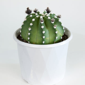 Fuzzy Navel 'Echinopsis subdenudata' Cactus 13cm pot |My Jungle Home|