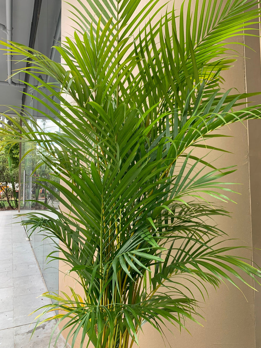 Golden Cane Palm ‘Areca palm’ 25cm pot |My Jungle Home|