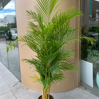 Golden Cane Palm ‘Areca palm’ 25cm pot |My Jungle Home|