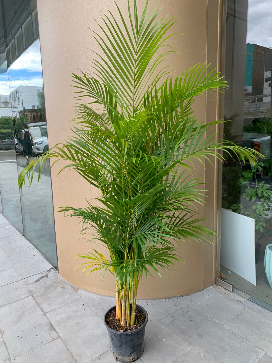 Golden Cane Palm ‘Areca palm’ 25cm pot |My Jungle Home|