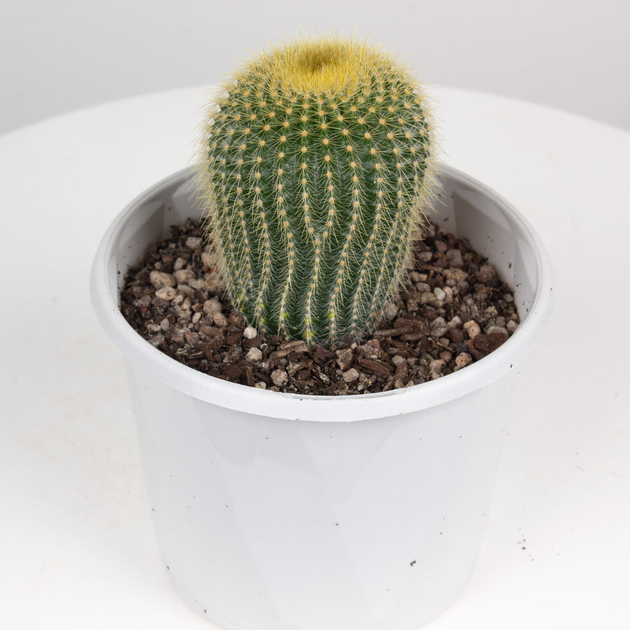 Golden Torch Cactus ‘Parodia Leninghausii’ 13cm pot |My Jungle Home|