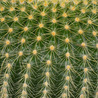 Golden Torch Cactus ‘Parodia Leninghausii’ 13cm pot |My Jungle Home|