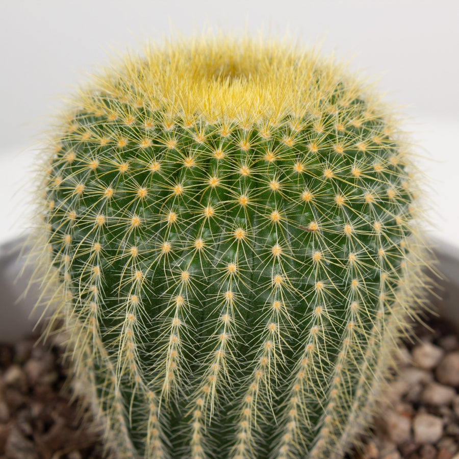 Golden Torch Cactus ‘Parodia Leninghausii’ 13cm pot |My Jungle Home|