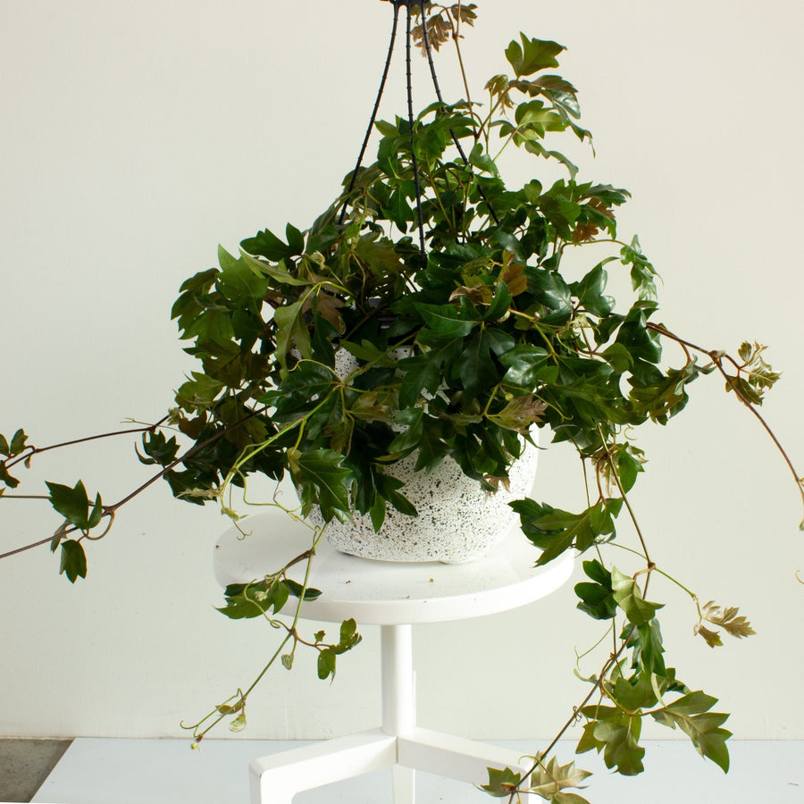 Grape Ivy 'Cissus Ellen’ 25 cm Hanging Basket |My Jungle Home|