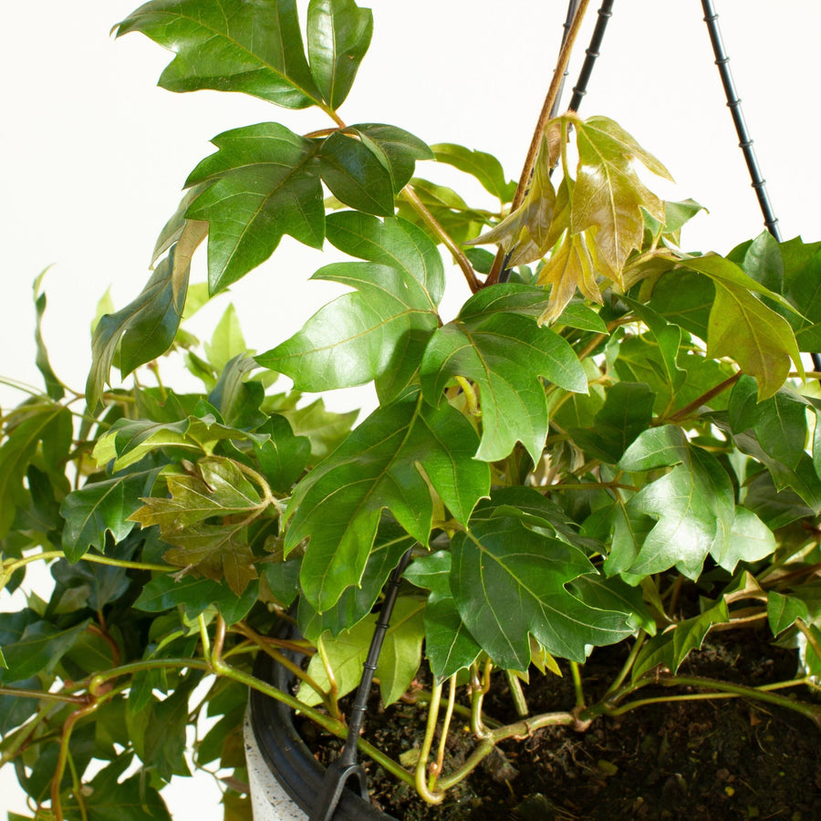 Grape Ivy 'Cissus Ellen’ 25 cm Hanging Basket |My Jungle Home|