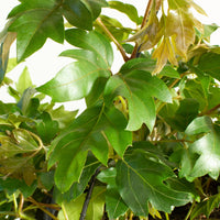 Grape Ivy 'Cissus Ellen’ 25 cm Hanging Basket |My Jungle Home|