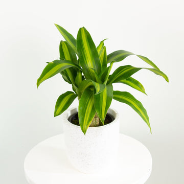Happy Plant 'Dracaena Massangeana' 14cm pot |My Jungle Home|