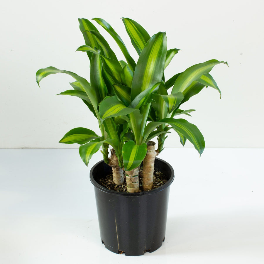 Happy Plant 'Dracaena Massangeana' 20cm pot |My Jungle Home|