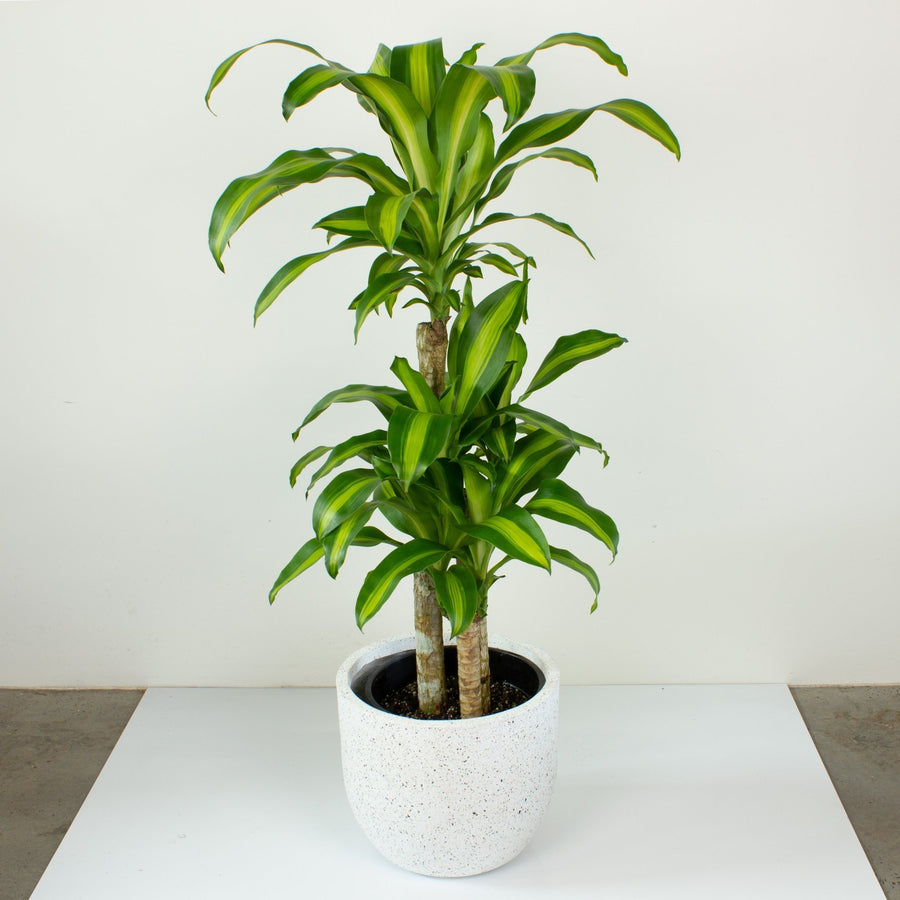 Happy Plant 'Dracaena Massangeana' 25cm pot |My Jungle Home|
