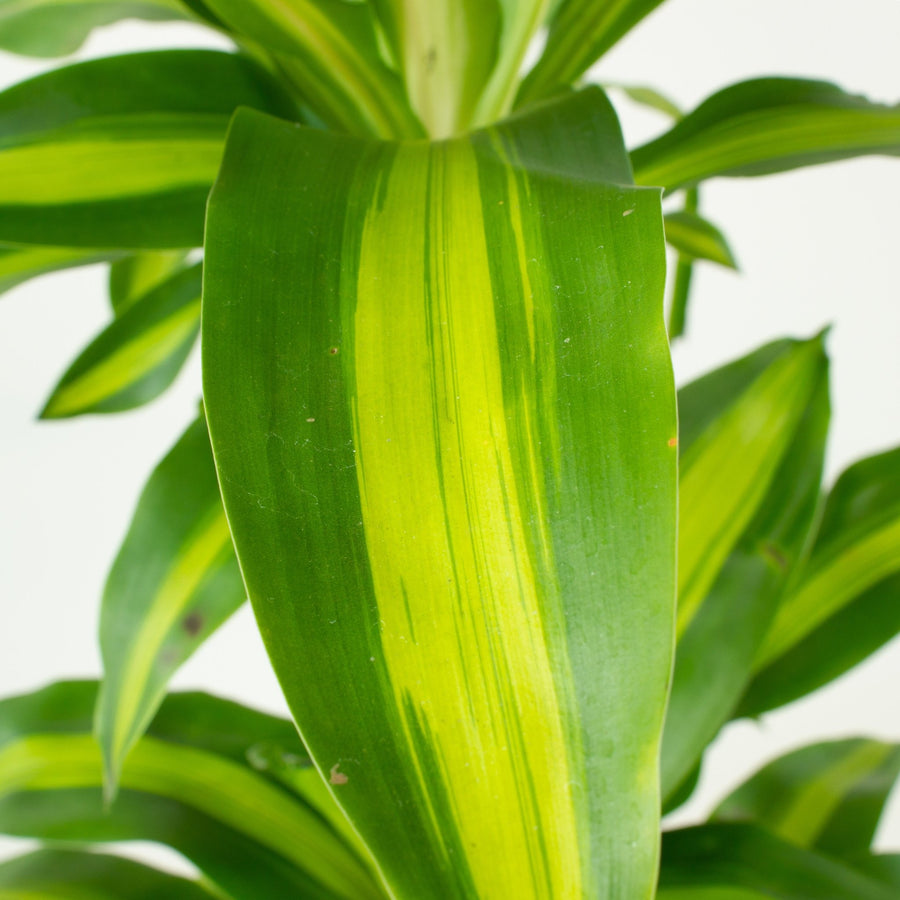 Happy Plant 'Dracaena Massangeana' 25cm pot |My Jungle Home|