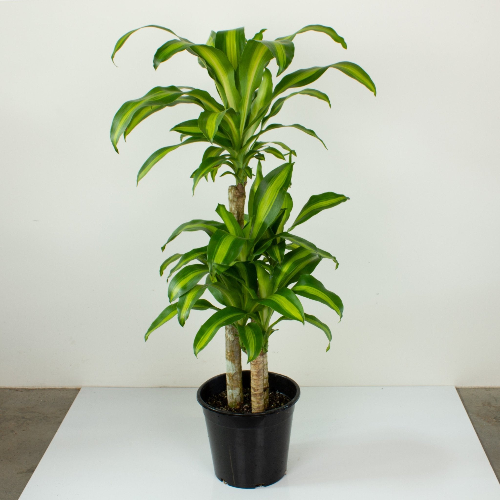 dracaena pot Buy Happy Plant 'Dracaena massangeana' 25cm Pot