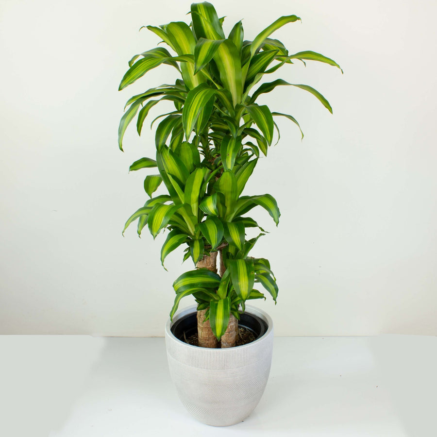 Happy Plant 'Dracaena Massangeana' 30cm pot |My Jungle Home|